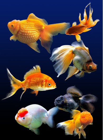 feng shui tips for fish colorfeng shui tips for fish color