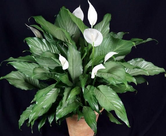 feng shui plant and flower Spathiphyllum in bedroom 