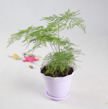 feng shui plant and flower Asparagus fern in bedroom1