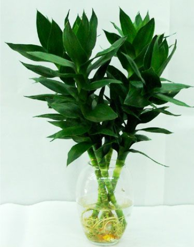 feng shui plant for prosperity lucky bamboo