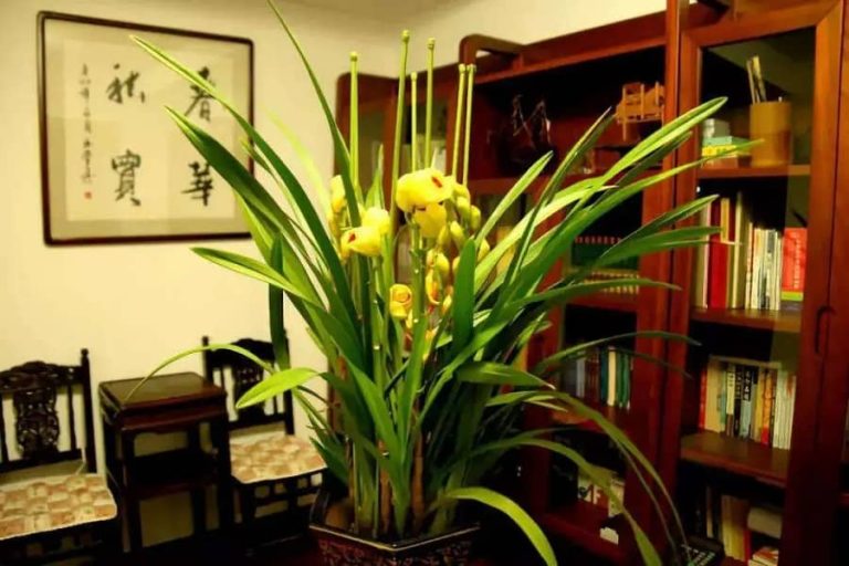 Feng shui plants in home office and study room