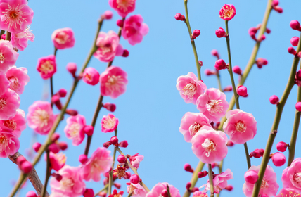 Plum Blossom feng shui plant