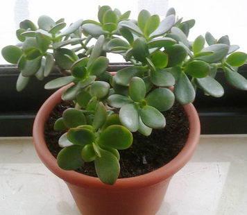 jade plant feng shui plant